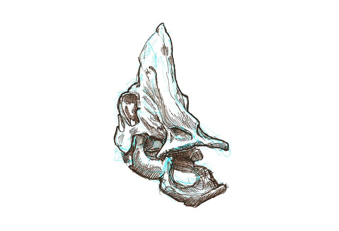 hadrosaur skull sketch
