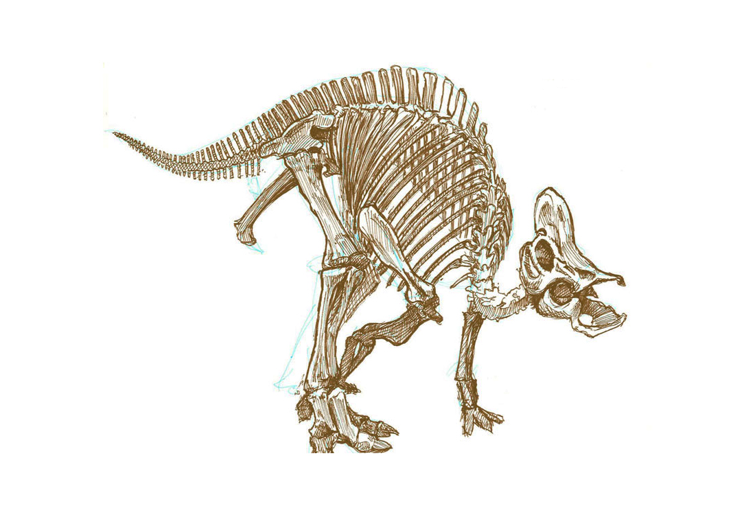 hadrosaur sketch