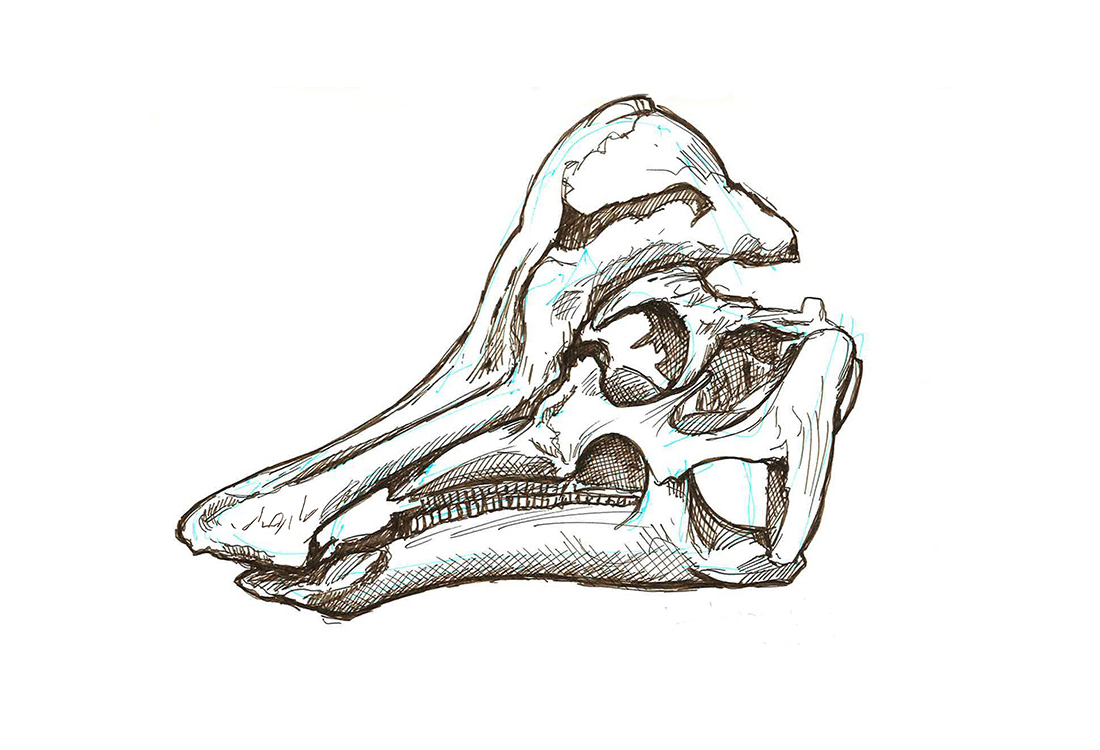 lambeosaurina skull sketch
