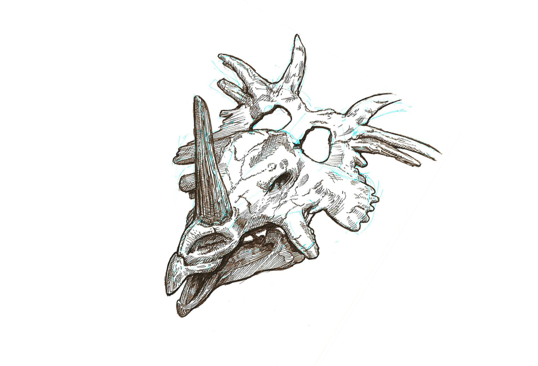 some kinda ceratops skull
