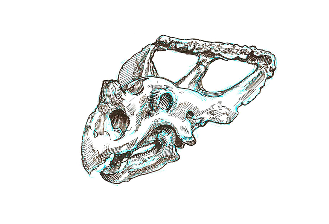 ceratops skull sketch