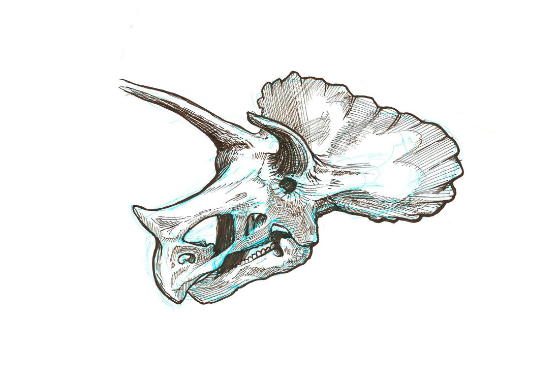 ceratops skull sketch