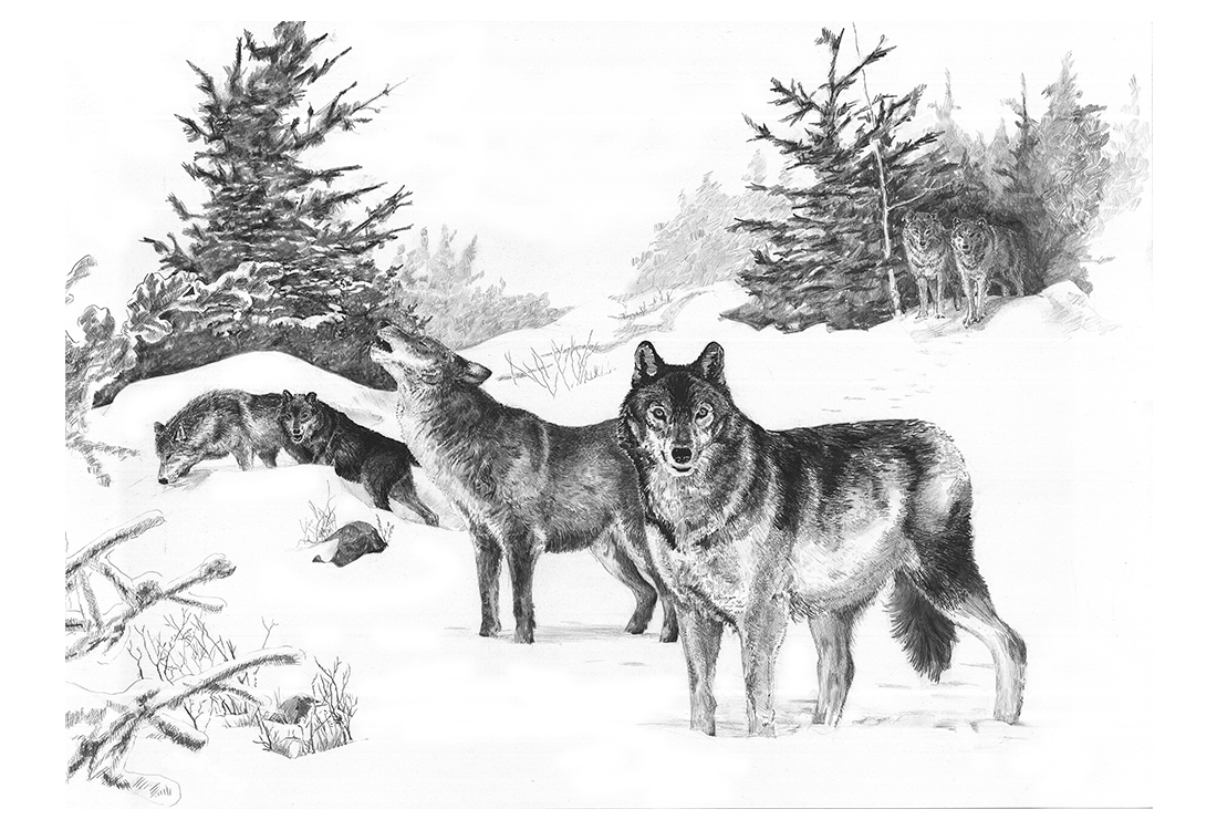 Wolf pack in the snow - sketch