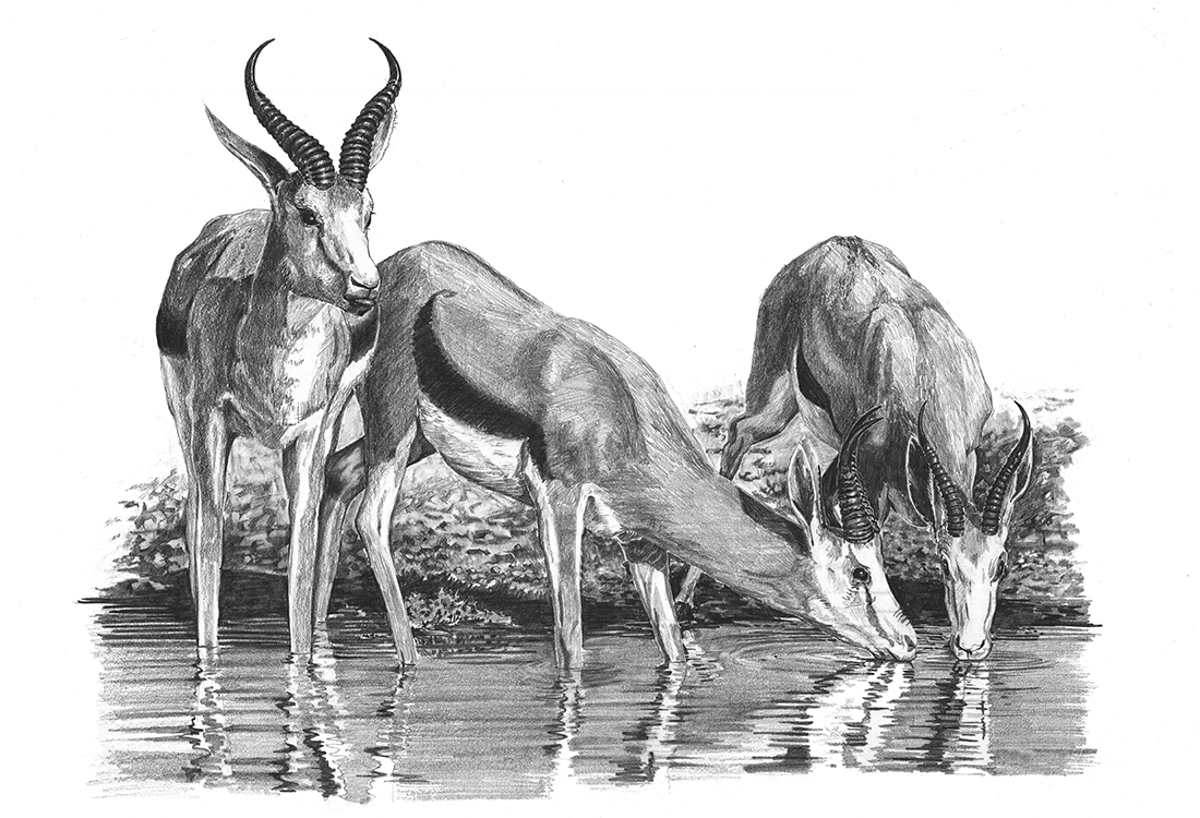 Springboks at the watering hole - sketch