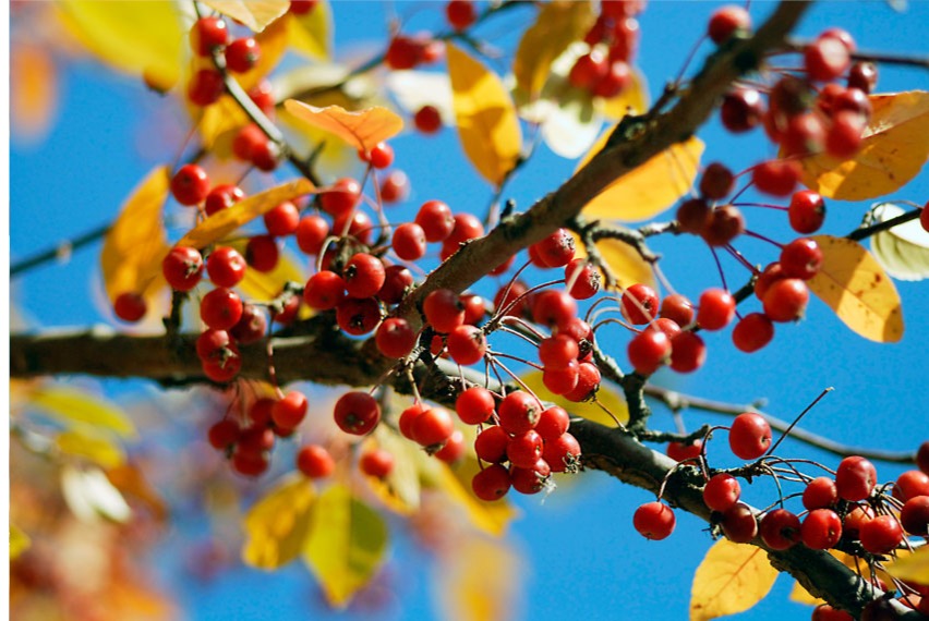 berries in a blue sky