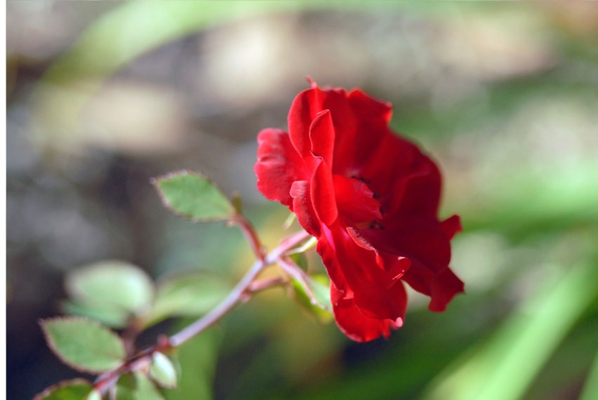 small red rose