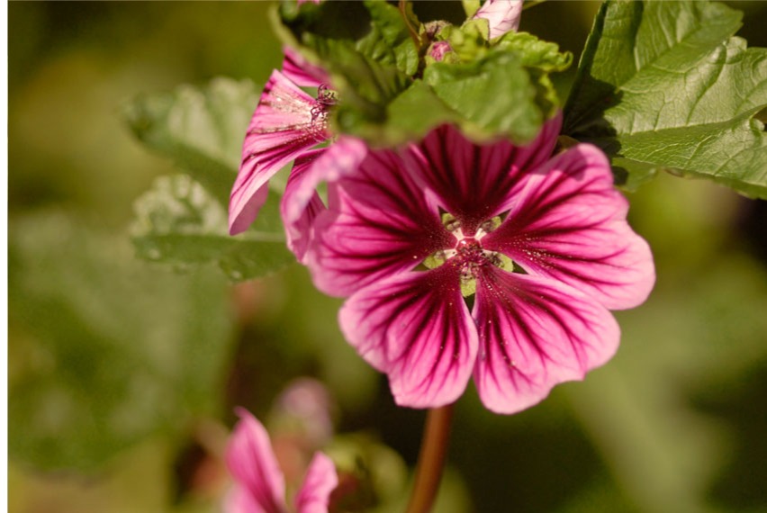 purple flower