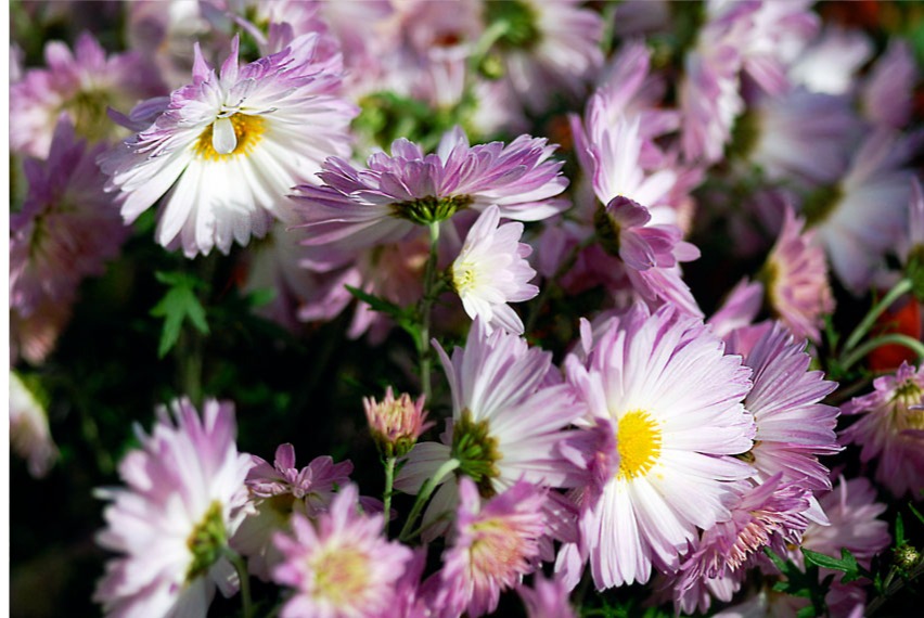 purple and white mums