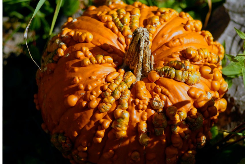 warty pumpkin