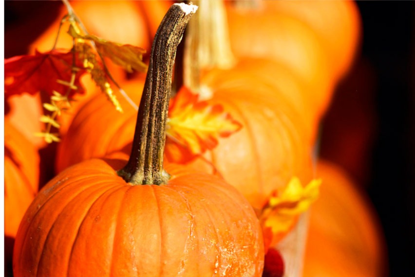 pumpkin row