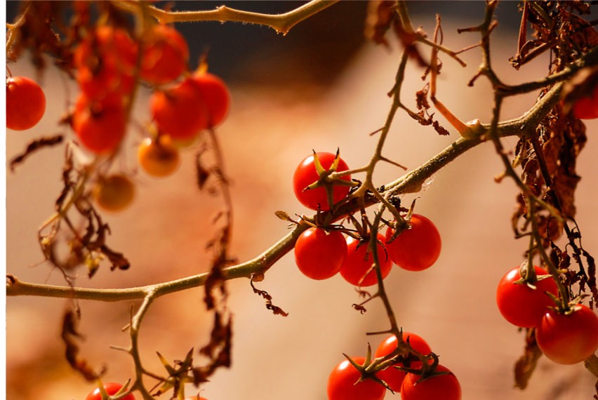 drying red berries