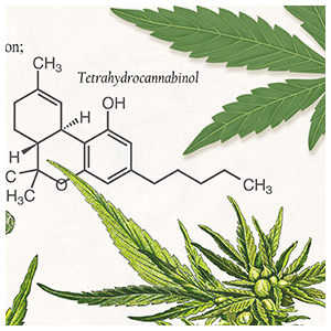 cannabis sativa - thumbnail