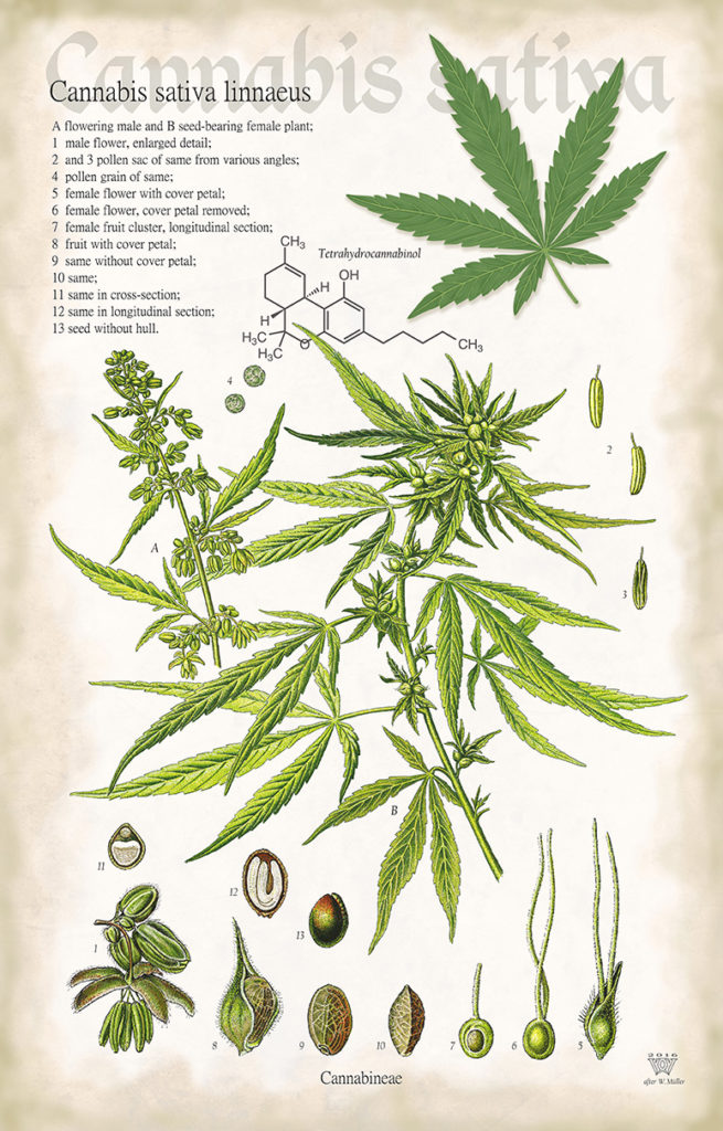 Cannabis sativa linnaeus - poster